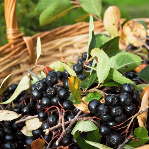 Introducing Autumn Magic Black Aronia: The New Superfruit of the Season